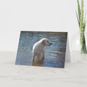 Labrador Retriever Card At The Lake