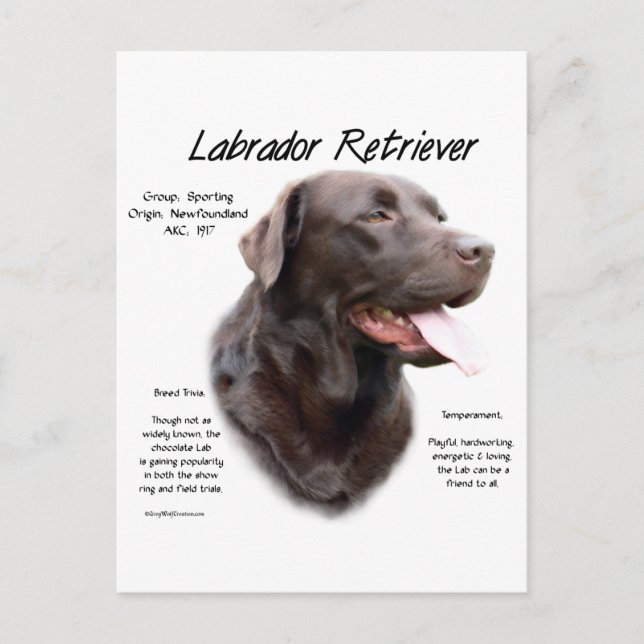 Labrador Retriever (chocolate) History Design Postcard (Front)