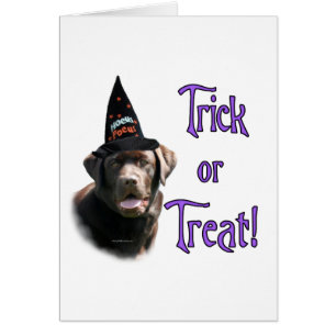 Labrador Retriever (chocolate)Trick