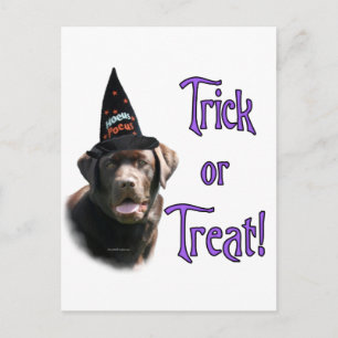 Labrador Retriever (chocolate) Trick Postcard