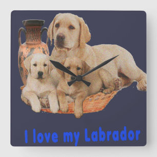 Labrador retriever clocks