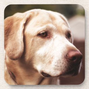 Labrador Retriever Coaster