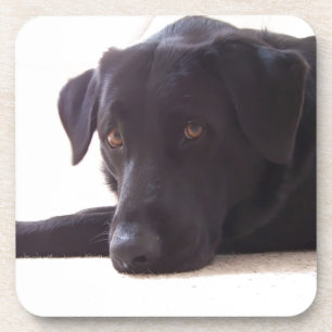 labrador retriever coaster