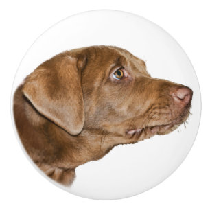 Labrador Retriever Dog,  Customisable Ceramic Knob