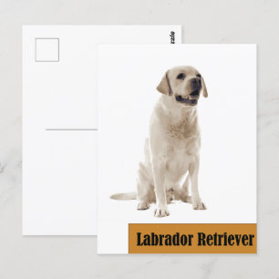 Labrador Retriever Dog photo Postcard