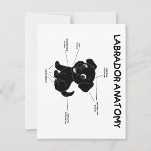 Labrador Retriever Funny Anatomy Cartoon Card