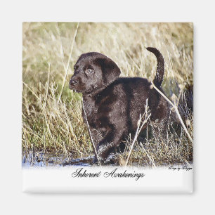 Labrador Retriever Gifts Magnet