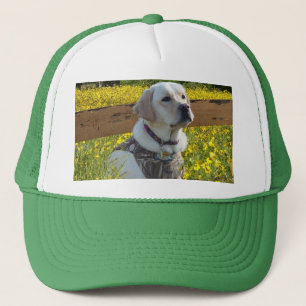 Labrador Retriever Hat In The Field