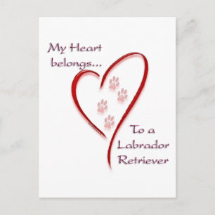 Labrador Retriever Heart Belongs Postcard