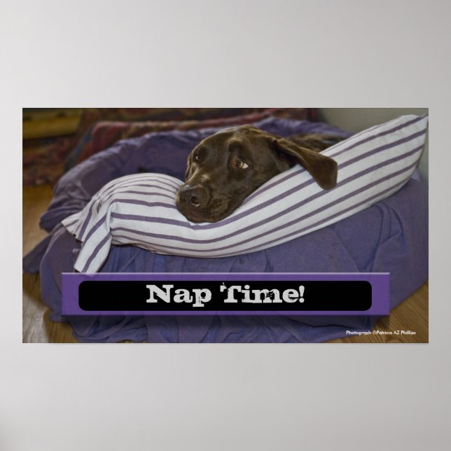 Labrador Retriever In Bed Poster (Front)
