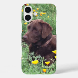 Labrador Retriever In Nature Close-Up Photograph iPhone 16 Plus Case