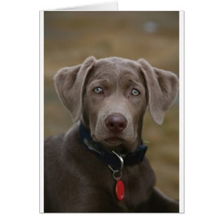 Labrador Retriever In Rare Light Silver