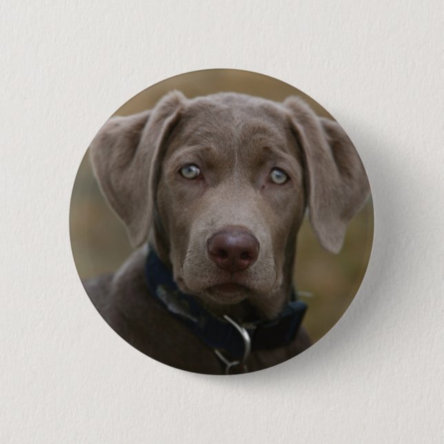 Labrador Retriever In Rare Light Silver 6 Cm Round Badge (Front)