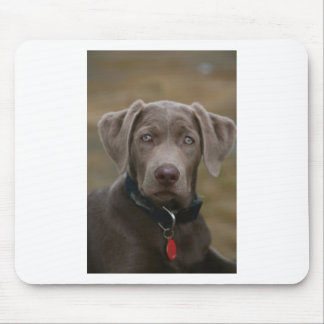 Labrador Retriever In Rare Light Silver Mouse Mat