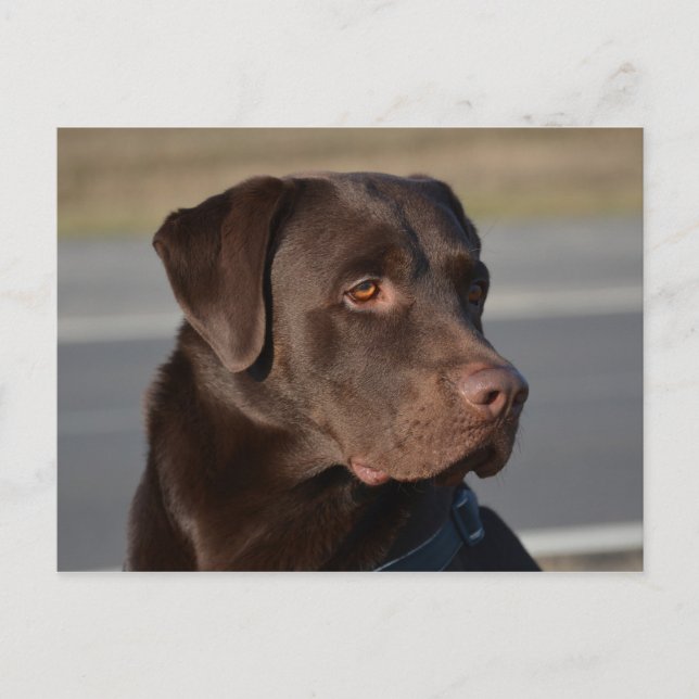Labrador Retriever Lorenzo Postcard (Front)