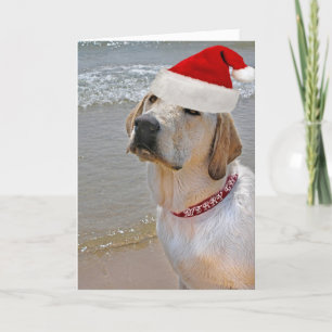 Labrador Retriever on beach Christmas Holiday Card