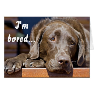 Labrador Retriever Photo Get Well Template