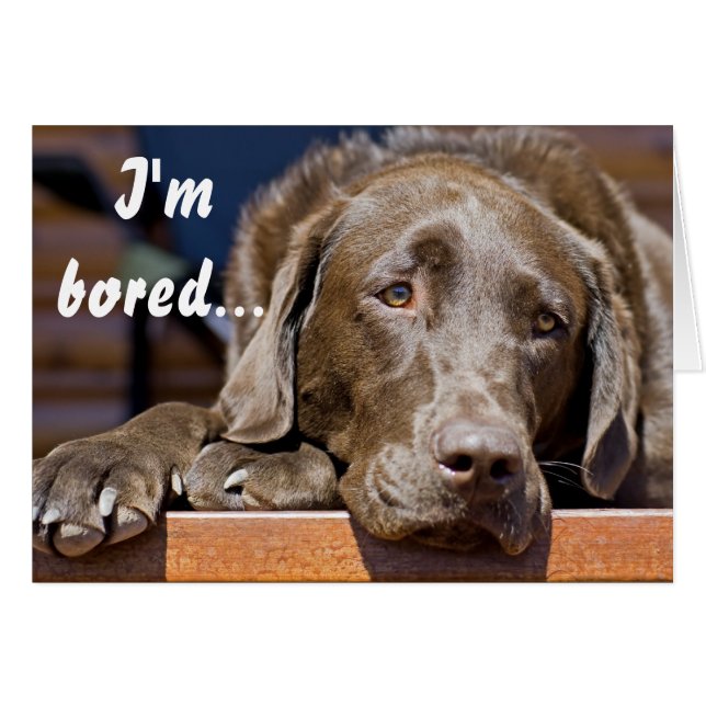 Labrador Retriever Photo Get Well Template (Front Horizontal)