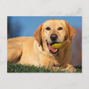 Labrador Retriever Postcard