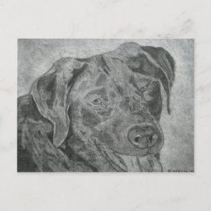 Labrador Retriever Postcard