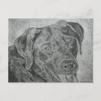 Labrador Retriever Postcard