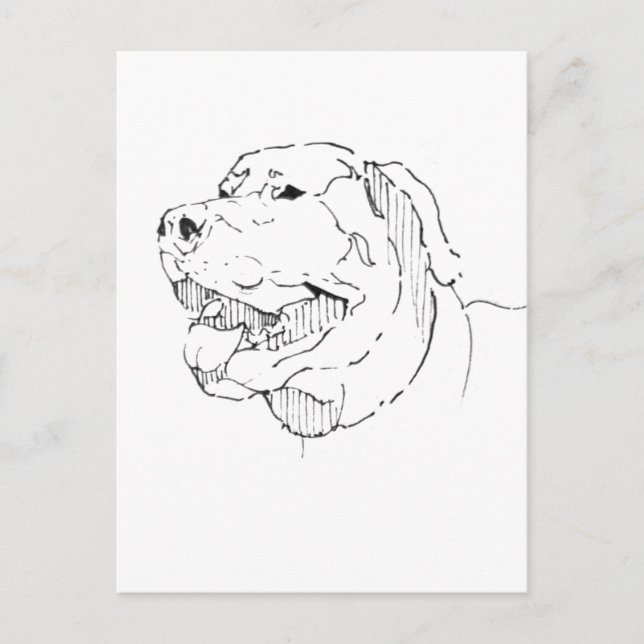 Labrador Retriever Postcard – Hand Drawn Ink (Front)