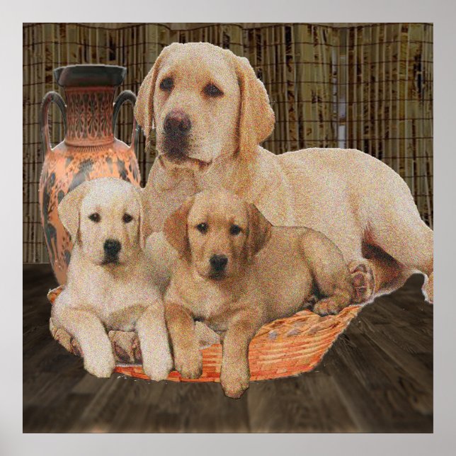 Labrador retriever posters (Front)