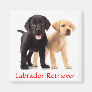 Labrador Retriever Puppies Fridge Magnet