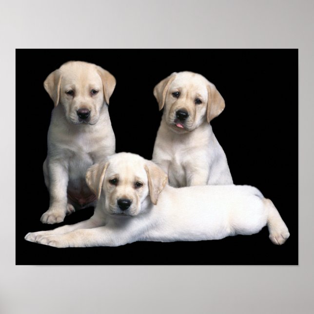 Labrador Retriever Puppies Print (Front)