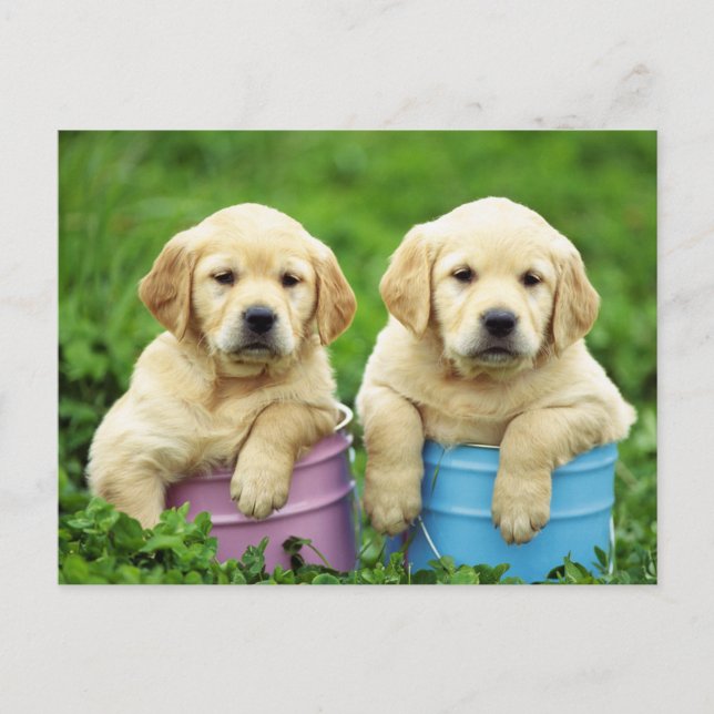 Labrador Retriever Puppy Dog Postcard (Front)