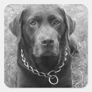 Labrador Retriever Puppy Dog Sticker / Seal