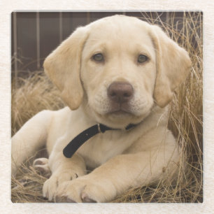 Labrador Retriever puppy Glass Coaster