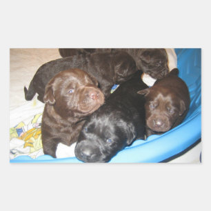 Labrador Retriever Puppy Group Rectangular Sticker
