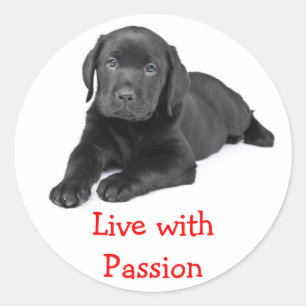 Labrador Retriever Puppy Live With Passion Sticker