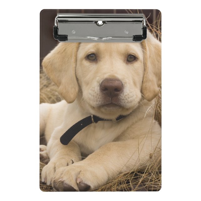 Labrador Retriever puppy Mini Clipboard (Front)