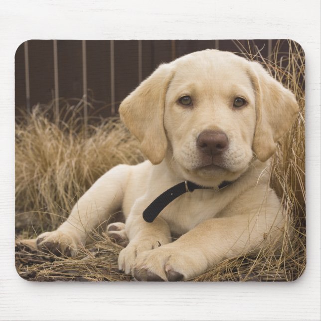 Labrador Retriever puppy Mouse Mat (Front)