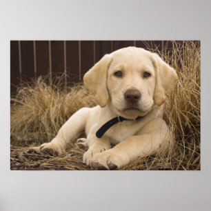 Labrador Retriever puppy Poster