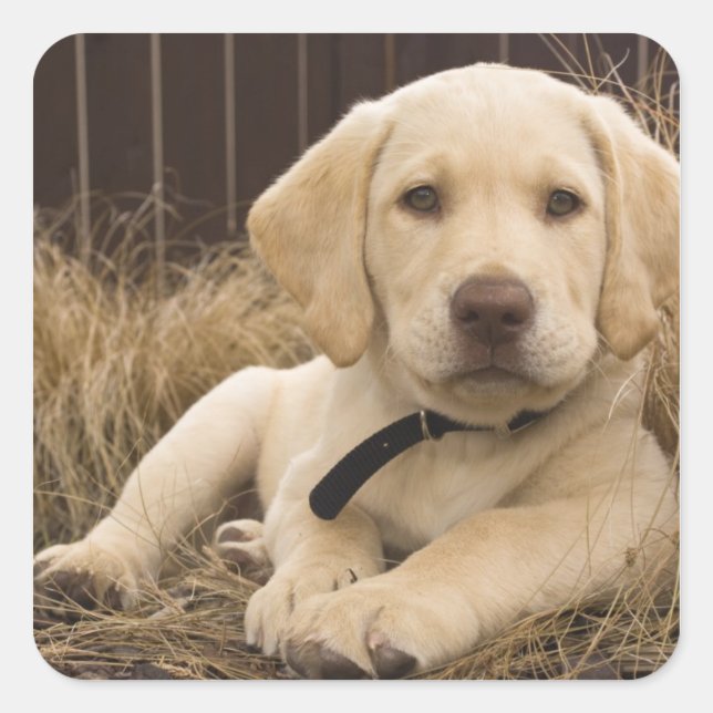 Labrador Retriever puppy Square Sticker (Front)