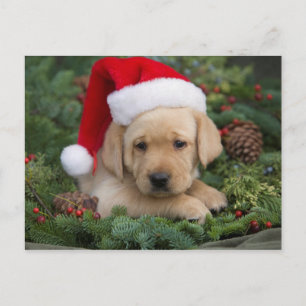 Labrador Retriever Puppy With Santa Hat Holiday Postcard