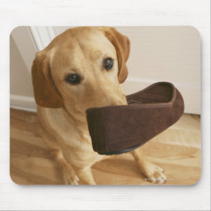 Labrador retriever puppy with slipper in his mouse mat