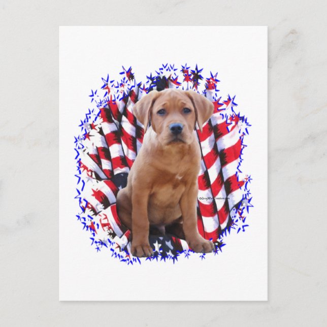 Labrador Retriever (red) Patriot Postcard (Front)