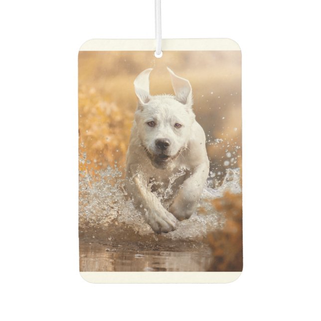 Labrador Retriever Running in River Air Freshener (Front)