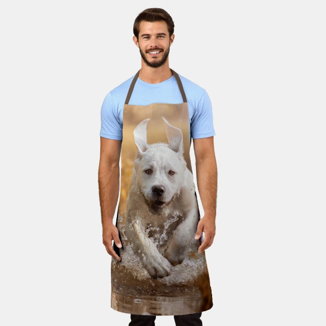 Labrador Retriever Running in River Apron (Worn)