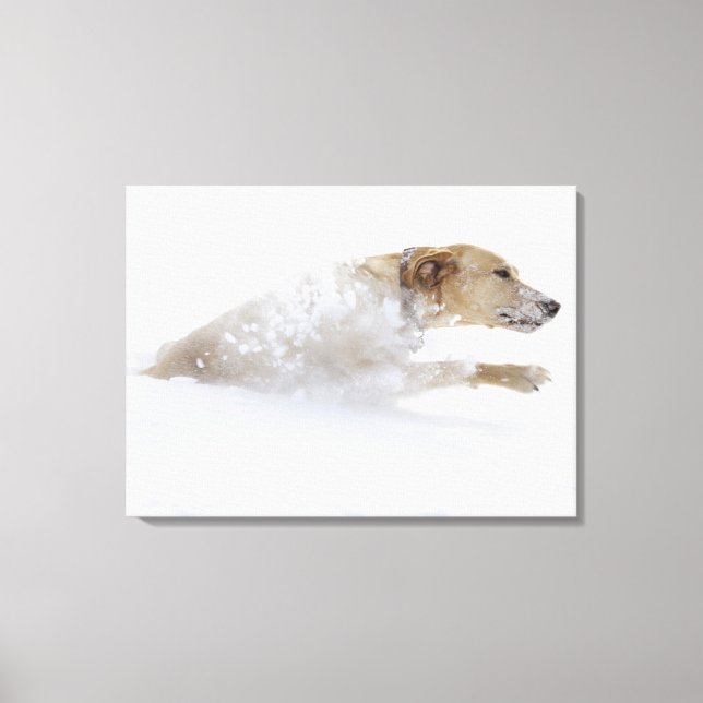 Labrador retriever running through deep snow canvas print (Front)
