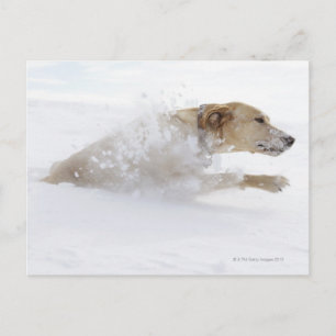 Labrador retriever running through deep snow postcard