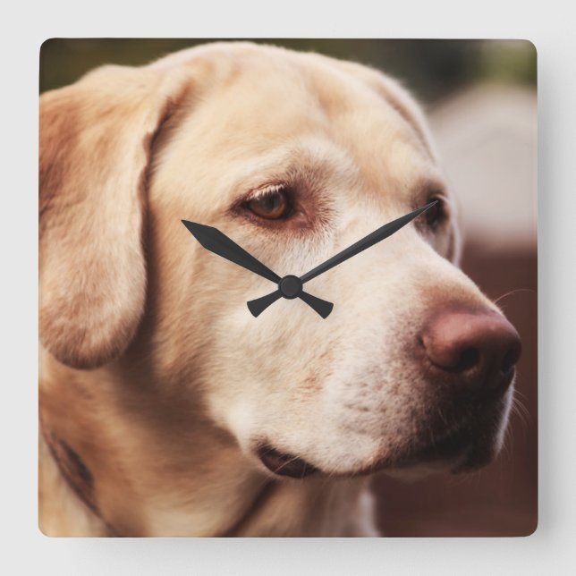 Labrador Retriever Square Wall Clock (Front)