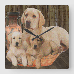Labrador retriever square wall clock