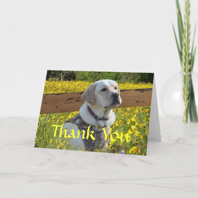 Labrador Retriever Thank You Card At The Fence (Front)