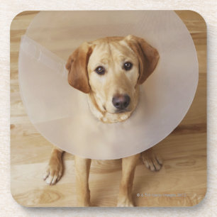 Labrador retriever with cone around his neck coaster