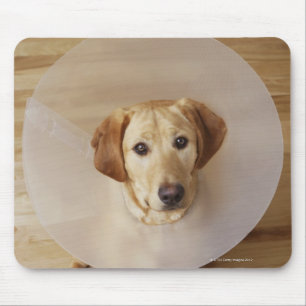 Labrador retriever with cone around his neck mouse mat